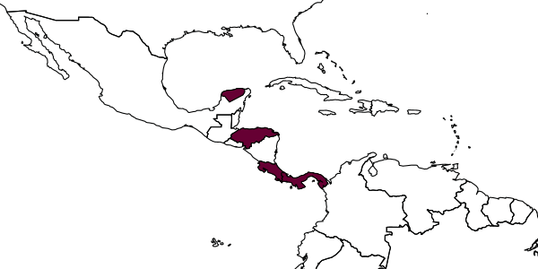 map of Ecphylus fournieri     Marsh, 2002